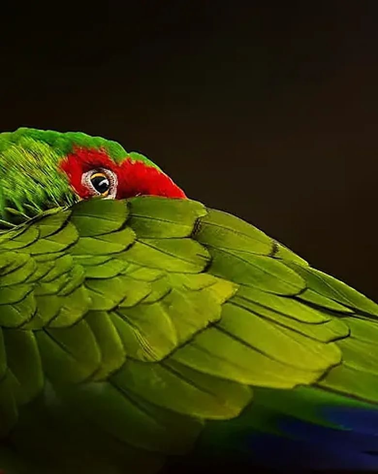 Estudio cercano de una guacamaya verde: plumas verdes del ala, frente roja y primarias azules.