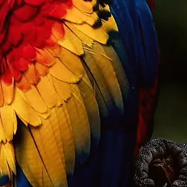 Macro del ala de una guacamaya bandera: plumas rojas del hombro que se degradan en amarillo y azul.