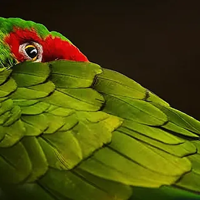 Macro de las plumas del ala de una guacamaya verde, verde sobre azul.